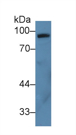 Polyclonal Antibody to Complement Component 7 (C7)