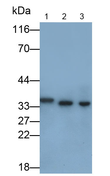 Polyclonal Antibody to Dickkopf Related Protein 1 (DKK1)