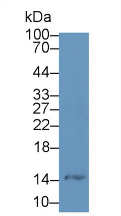 Polyclonal Antibody to Trefoil Factor 2 (TFF2)