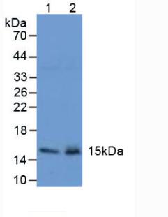 Polyclonal Antibody to Trefoil Factor 2 (TFF2)