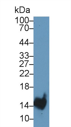 Polyclonal Antibody to Trefoil Factor 2 (TFF2)