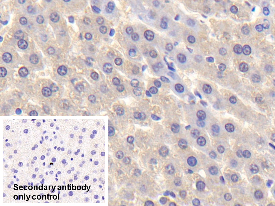 Polyclonal Antibody to Trefoil Factor 2 (TFF2)