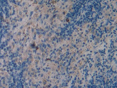 Polyclonal Antibody to Toll Like Receptor 4 (TLR4)