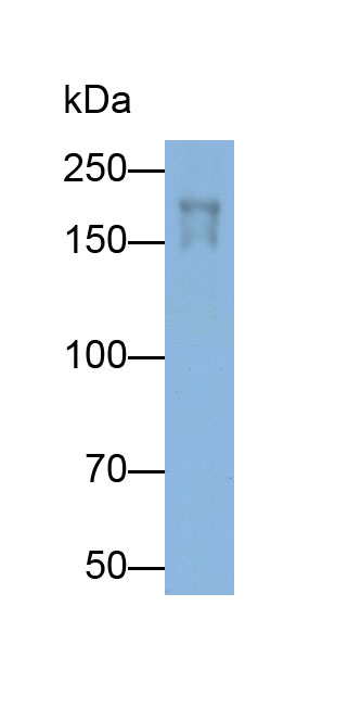 Polyclonal Antibody to Myosin Heavy Chain 1 (MYH1)