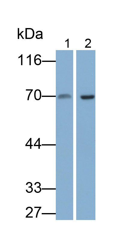 Polyclonal Antibody to Forkhead Box Protein O3 (FOXO3)