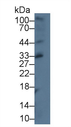 Polyclonal Antibody to Chemokine C-X-C-Motif Ligand 16 (CXCL16)