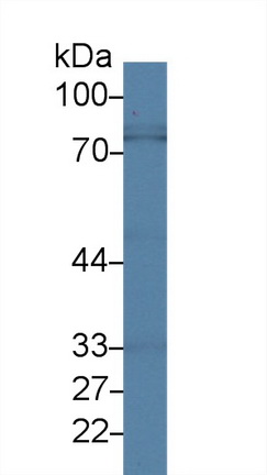 Polyclonal Antibody to Lactoferrin (LTF)