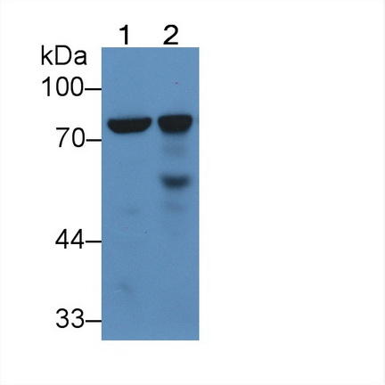 Polyclonal Antibody to Lactoferrin (LTF)