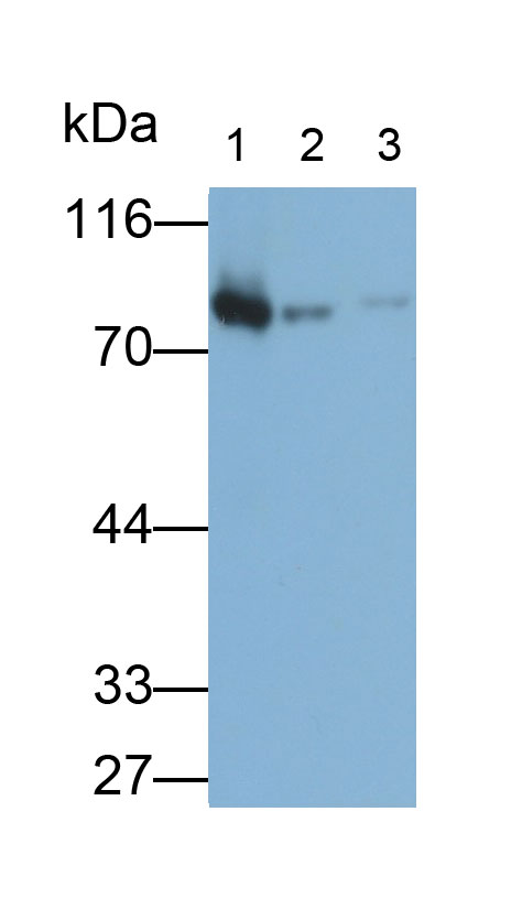 Polyclonal Antibody to Lactoferrin (LTF)