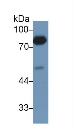 Polyclonal Antibody to Lactoferrin (LTF)