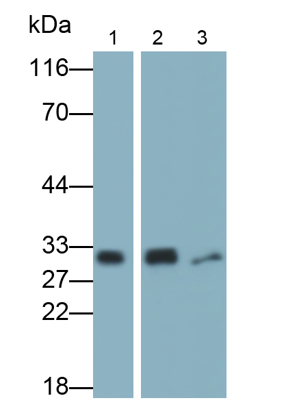 Polyclonal Antibody to Carbonic Anhydrase II (CA2)
