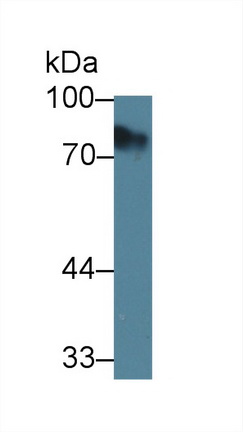 Polyclonal Antibody to Kidney Injury Molecule 1 (Kim1)