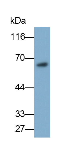 Polyclonal Antibody to Kidney Injury Molecule 1 (Kim1)