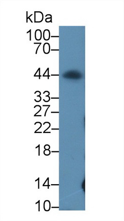 Polyclonal Antibody to Programmed Cell Death Protein 1 Ligand 1 (PDL1)