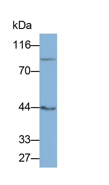 Polyclonal Antibody to Angiotensinogen (AGT)