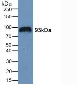 Polyclonal Antibody to Hypoxia Inducible Factor 1 Alpha (HIF1a)