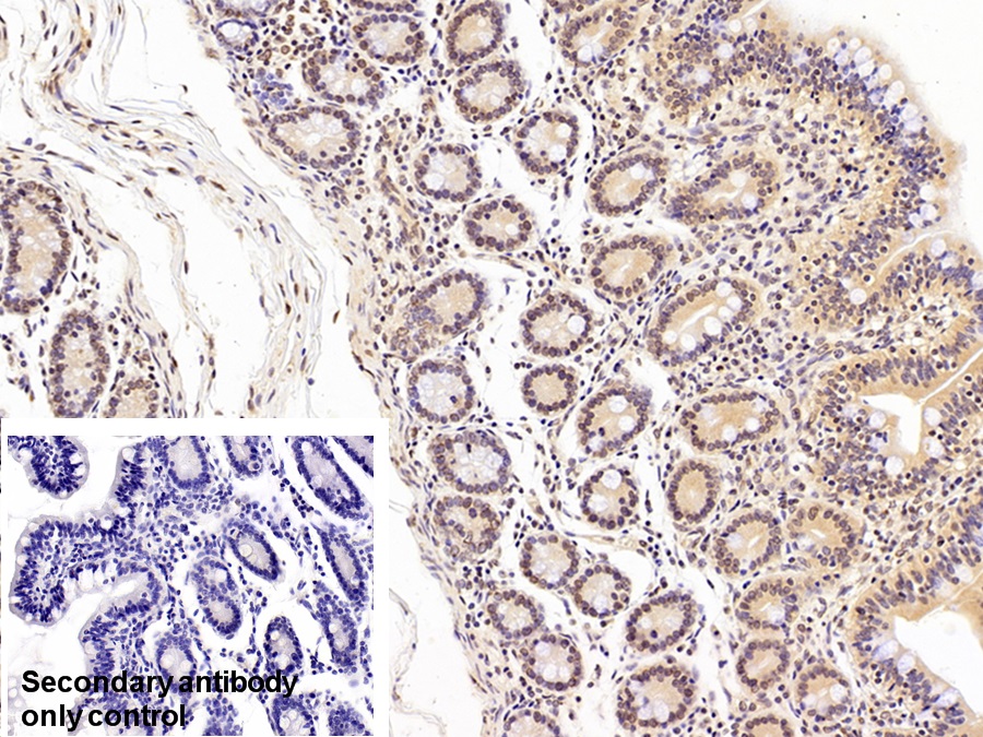 Polyclonal Antibody to Hypoxia Inducible Factor 1 Alpha (HIF1a)