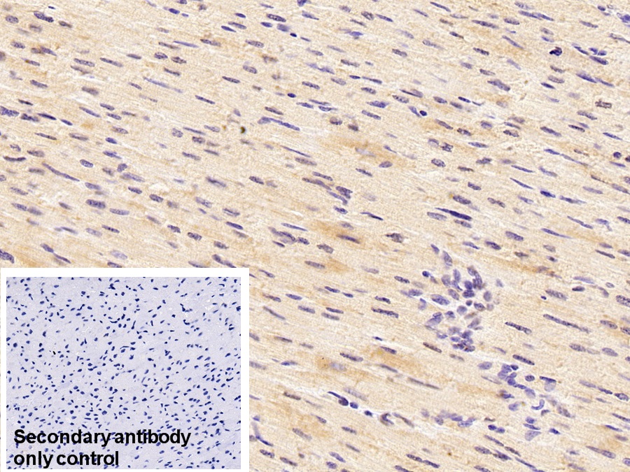 Polyclonal Antibody to Hypoxia Inducible Factor 1 Alpha (HIF1a)