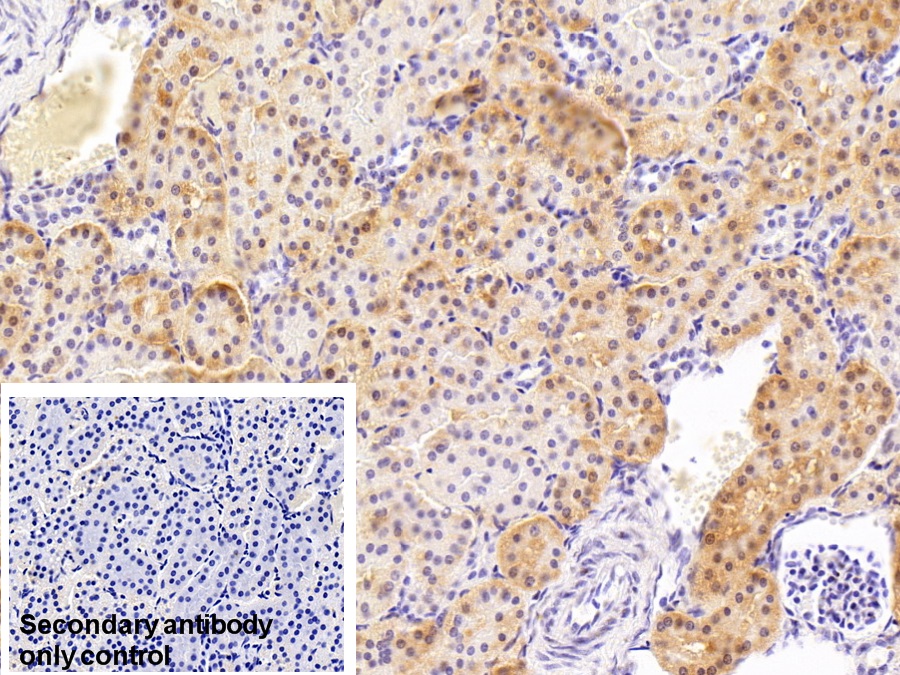 Polyclonal Antibody to Hypoxia Inducible Factor 1 Alpha (HIF1a)