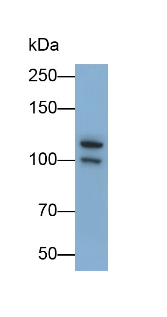 Polyclonal Antibody to Hypoxia Inducible Factor 1 Alpha (HIF1a)