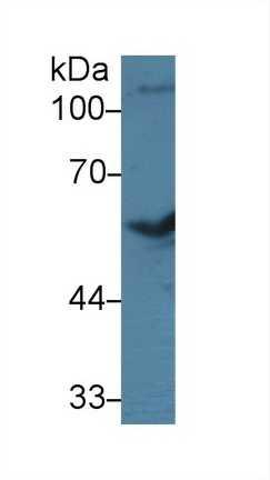 Polyclonal Antibody to Bone Morphogenetic Protein 7 (BMP7)