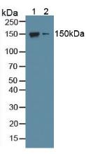 Polyclonal Antibody to Nitric Oxide Synthase 1, Neuronal (NOS1)