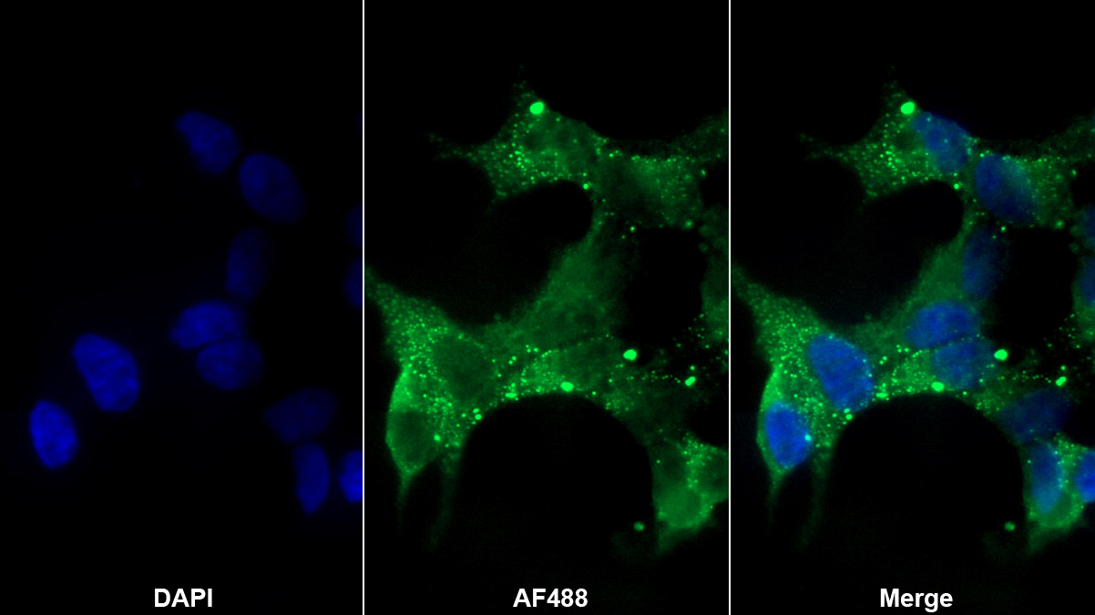 Polyclonal Antibody to Nitric Oxide Synthase 1, Neuronal (NOS1)