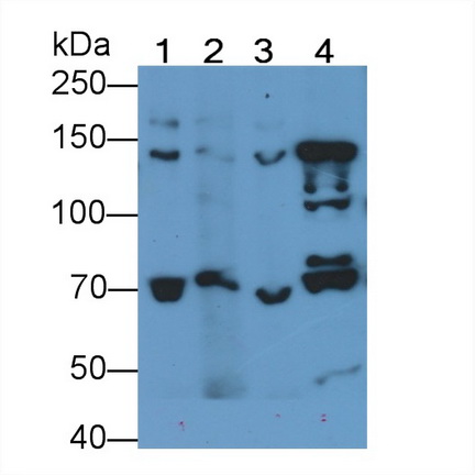 Polyclonal Antibody to Nitric Oxide Synthase 1, Neuronal (NOS1)