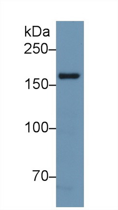 Polyclonal Antibody to Nitric Oxide Synthase 1, Neuronal (NOS1)