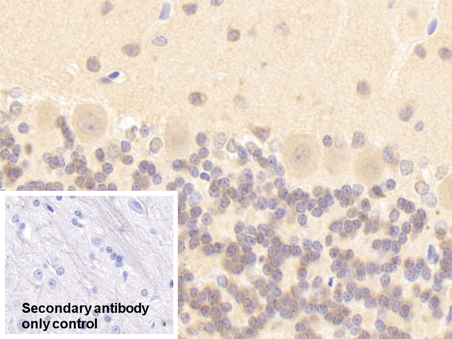 Polyclonal Antibody to Nitric Oxide Synthase 1, Neuronal (NOS1)