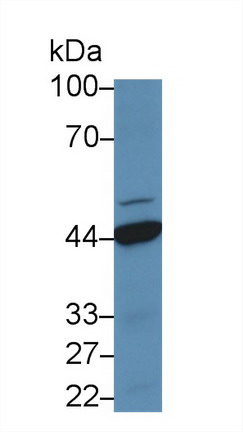 Polyclonal Antibody to Haptoglobin (Hpt)