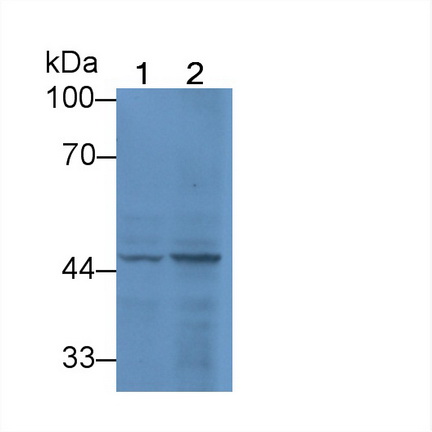 Polyclonal Antibody to Haptoglobin (Hpt)