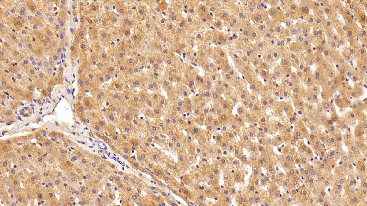 Polyclonal Antibody to Haptoglobin (Hpt)