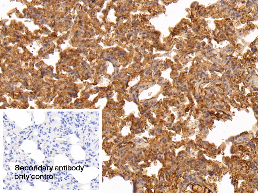 Polyclonal Antibody to Haptoglobin (Hpt)