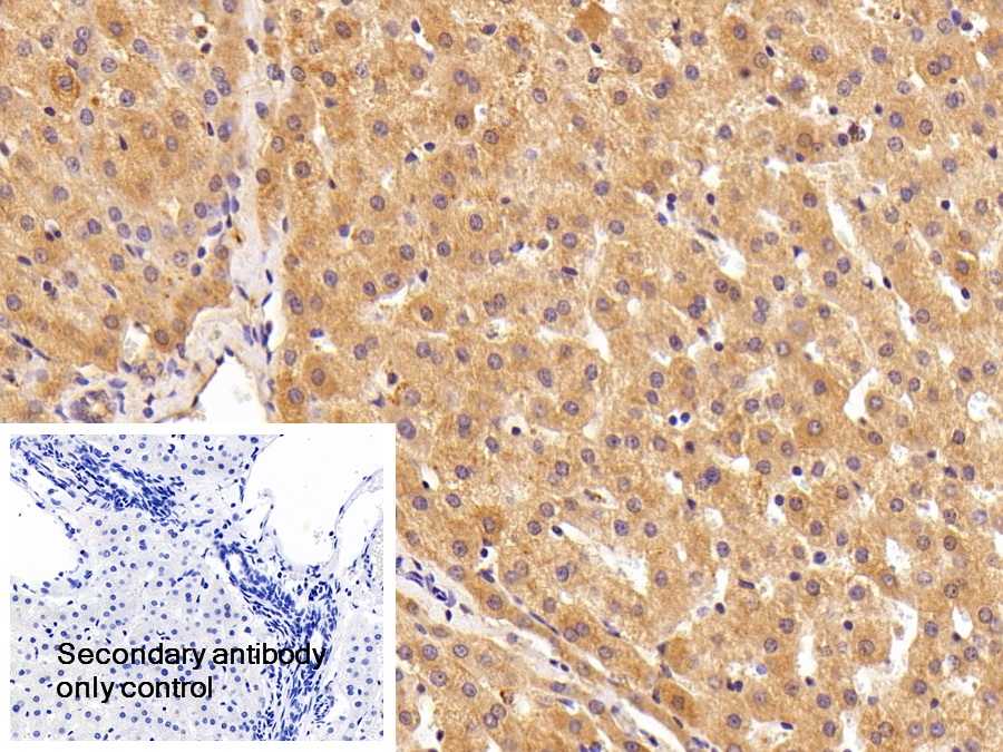 Polyclonal Antibody to Haptoglobin (Hpt)