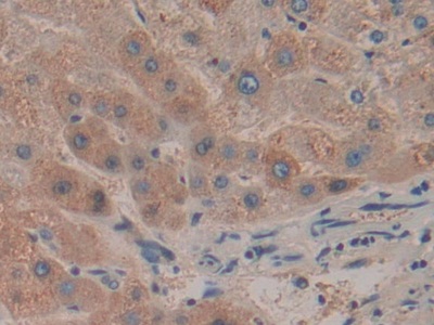 Polyclonal Antibody to Haptoglobin (Hpt)