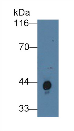 Polyclonal Antibody to Haptoglobin (Hpt)