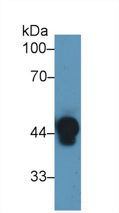 Polyclonal Antibody to Haptoglobin (Hpt)