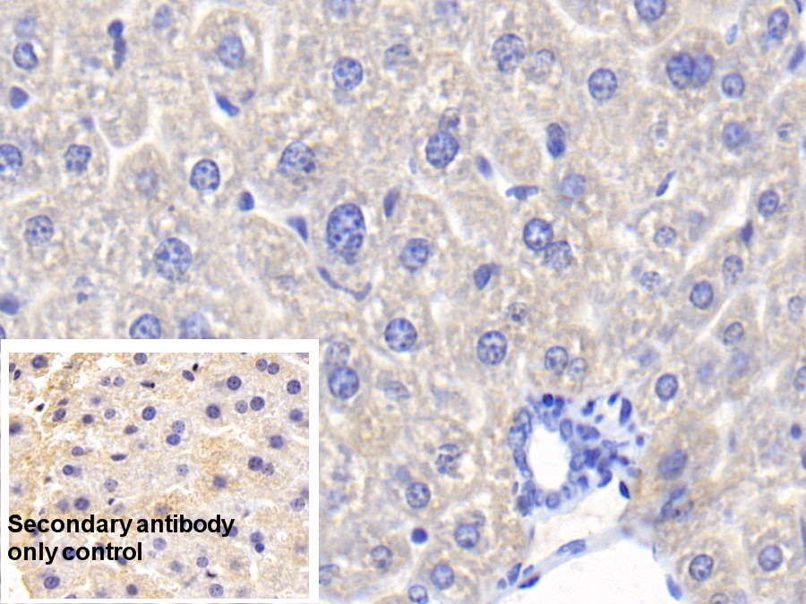 Polyclonal Antibody to Haptoglobin (Hpt)