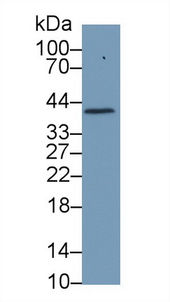 Polyclonal Antibody to Haptoglobin (Hpt)