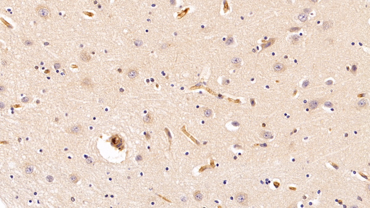 Polyclonal Antibody to Haptoglobin (Hpt)