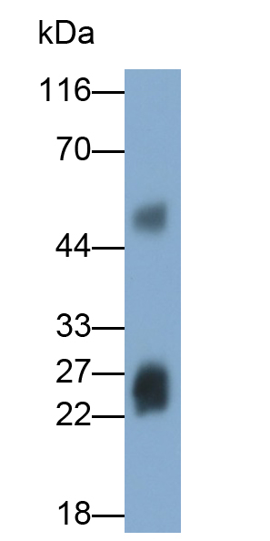 Polyclonal Antibody to Haptoglobin (Hpt)