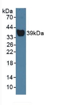 Polyclonal Antibody to Haptoglobin (Hpt)