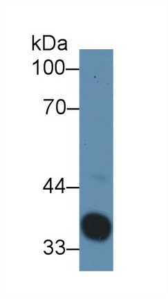 Polyclonal Antibody to Haptoglobin (Hpt)