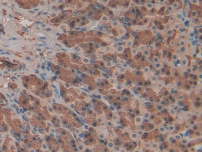 Polyclonal Antibody to Haptoglobin (Hpt)