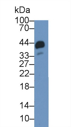 Polyclonal Antibody to Haptoglobin (Hpt)