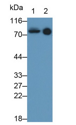 Polyclonal Antibody to Coagulation Factor II (F2)