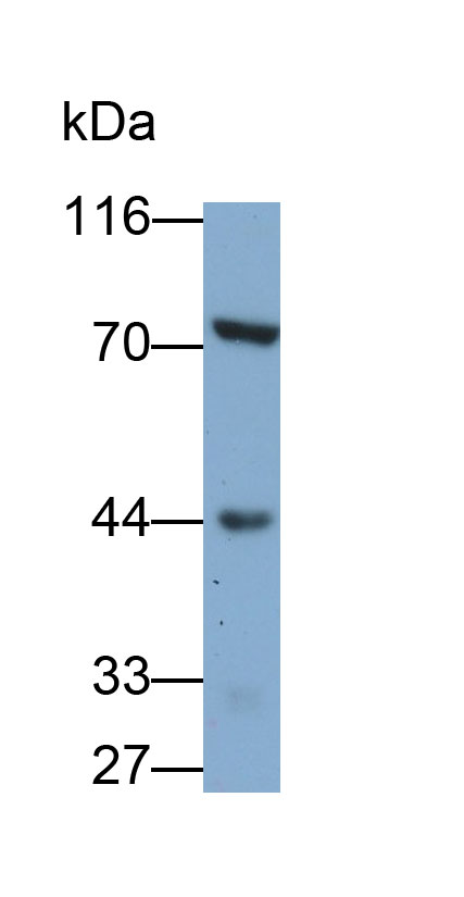 Polyclonal Antibody to Coagulation Factor II (F2)