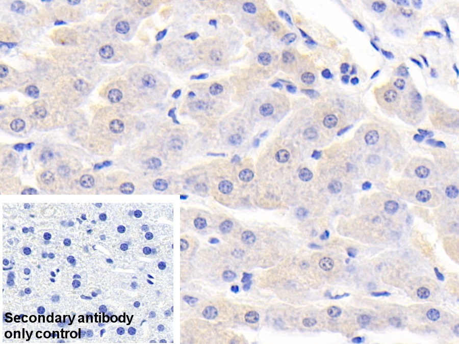 Polyclonal Antibody to Coagulation Factor II (F2)