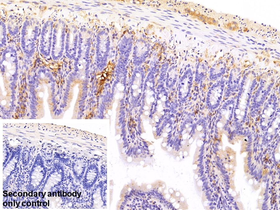 Polyclonal Antibody to Coagulation Factor II (F2)